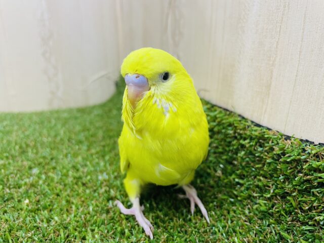 ジャンボセキセイインコ