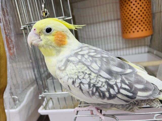 オカメインコ
