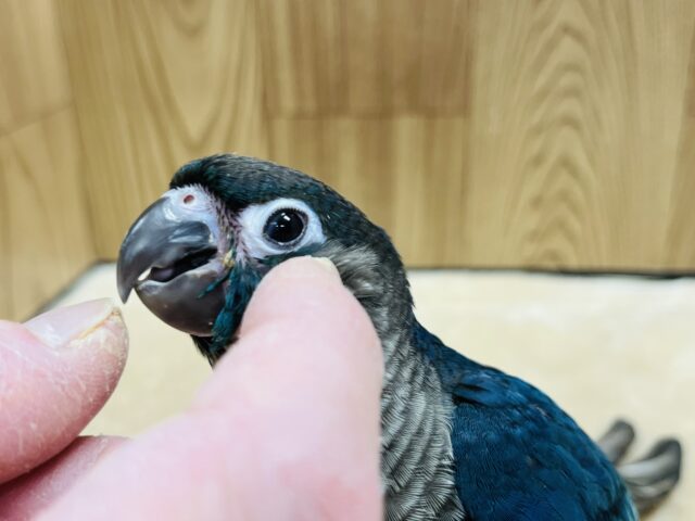 ホオミドリウロコインコ