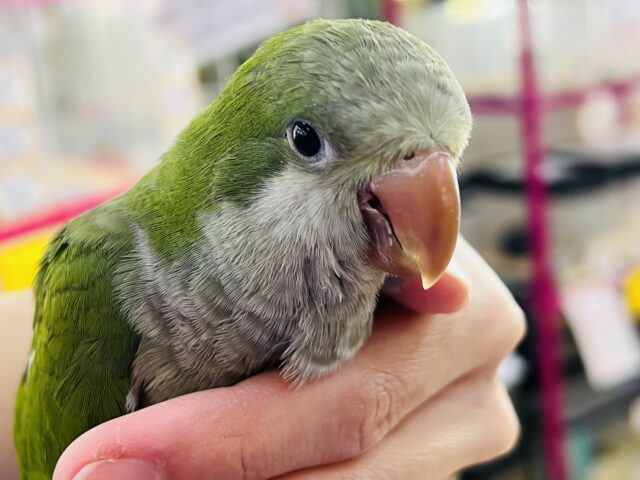 オキナインコ