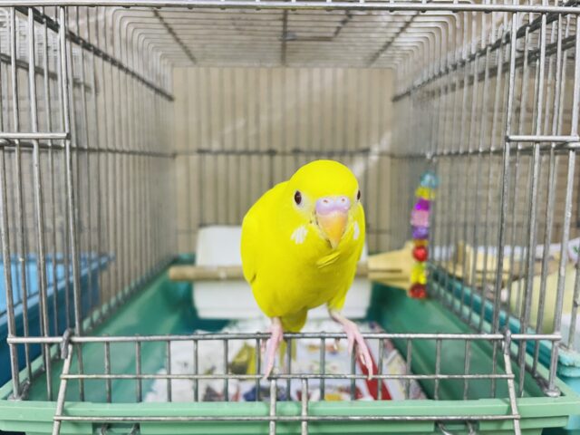 セキセイインコ