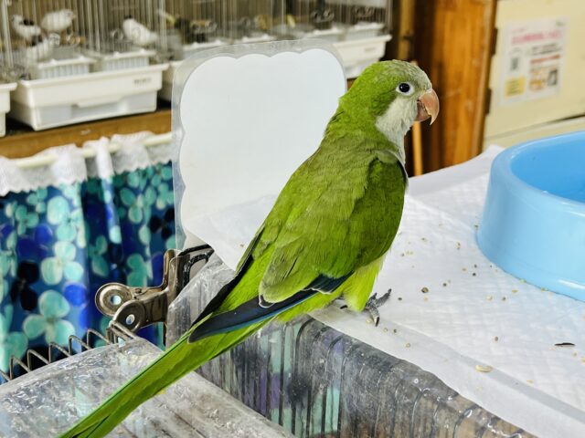 オキナインコ
