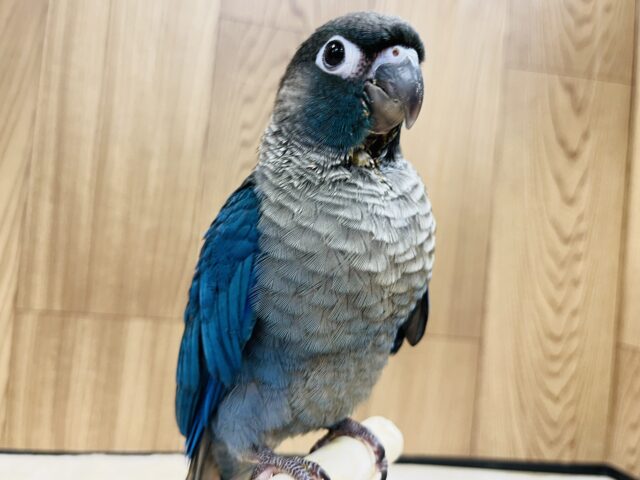 ホオミドリウロコインコ