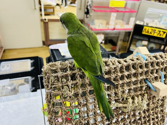 オキナインコ