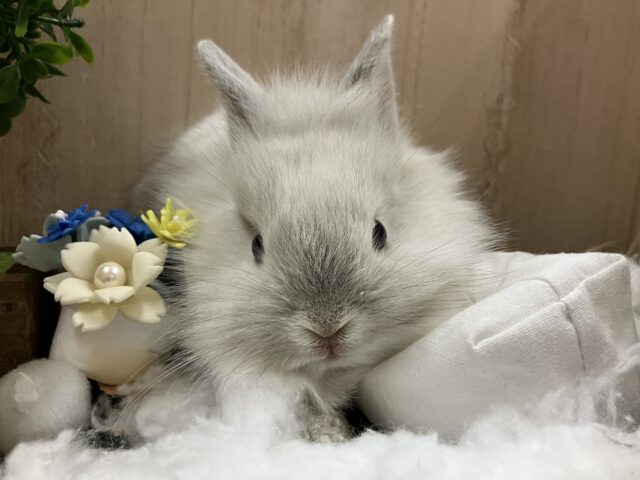 ライオンラビット