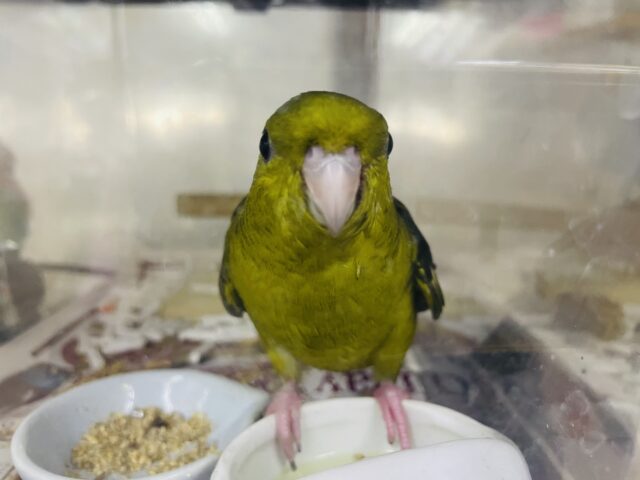 サザナミインコ