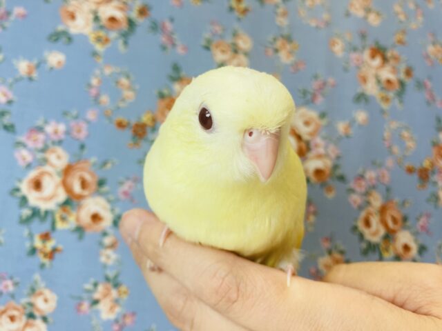 サザナミインコ