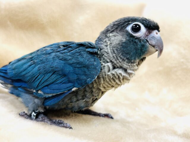 ホオミドリウロコインコ