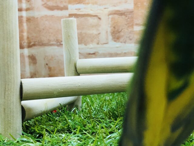 ゴシキセイガイインコ