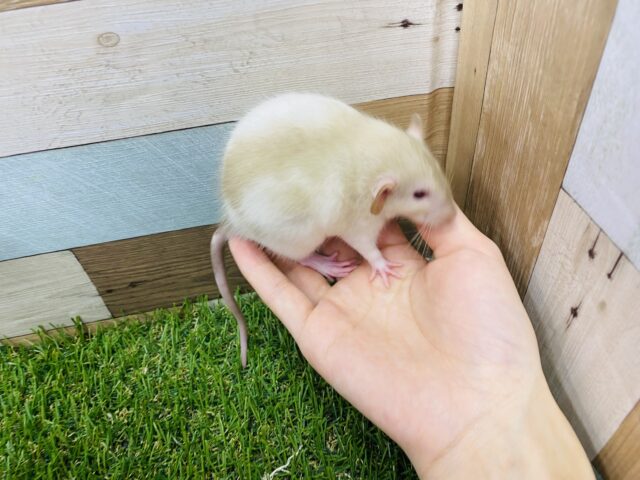 ファンシーラット