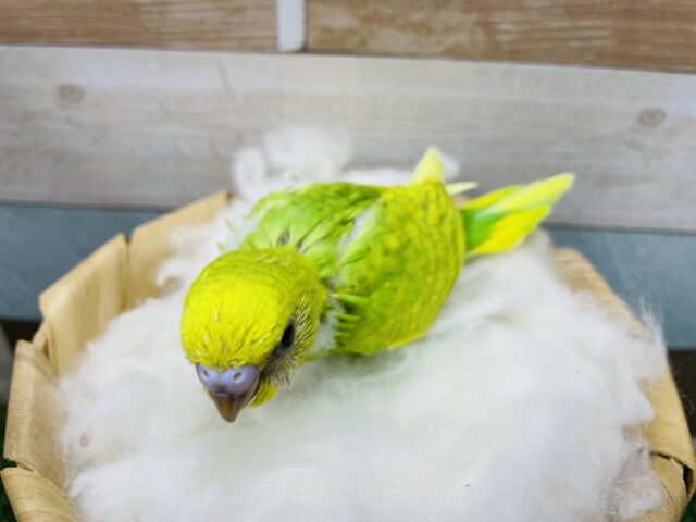 セキセイインコ