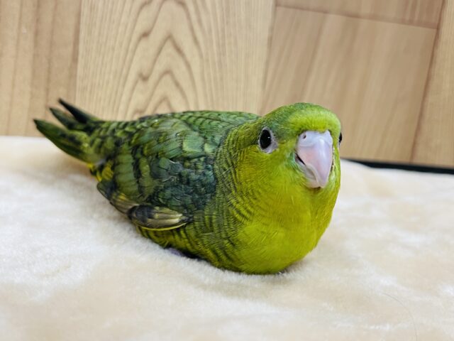 サザナミインコ