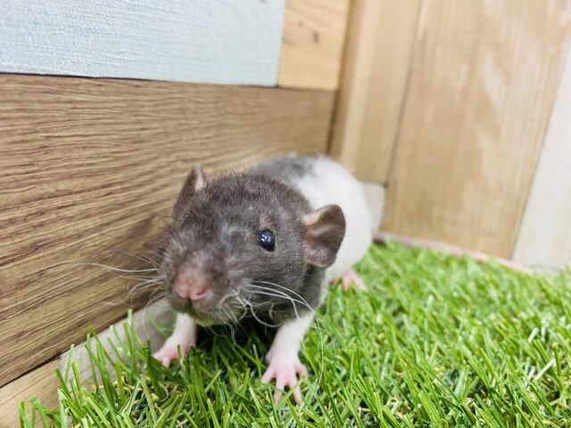 ファンシーラット