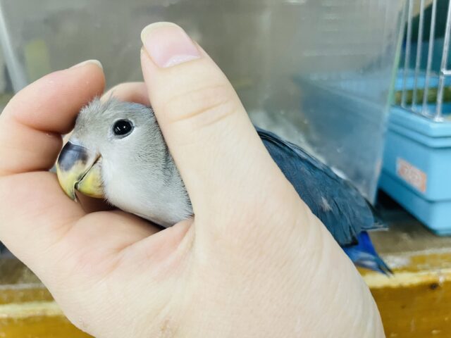 コザクラインコ（小桜インコ）