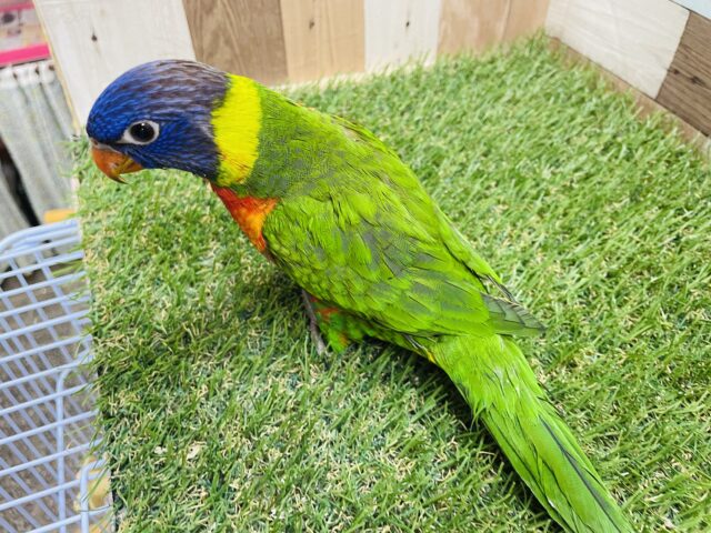 ゴシキセイガイインコ