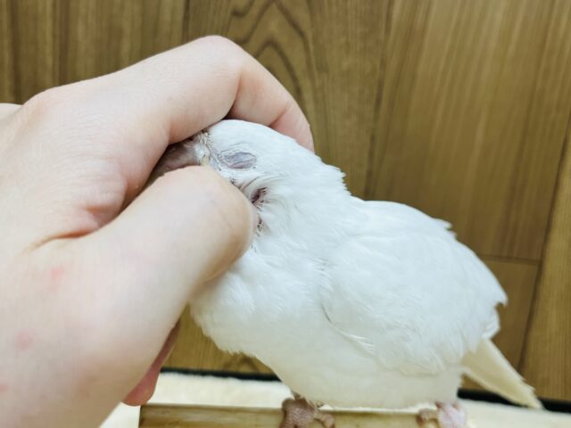 【動画更新🪄とってもお利口さん☆】天使みたい♡かわいすぎるオキナインコ(アルビノ)ヒナ オキナインコ