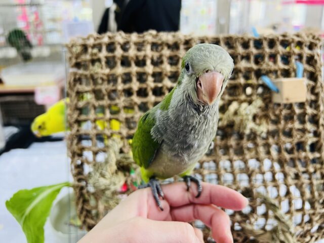 オキナインコ