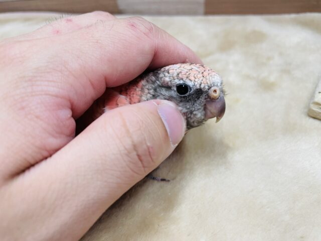 最新画像あります☆ヒナ餌卒業のロゼちゃんです♪アキクサインコのローズ! アキクサインコ(秋草インコ)