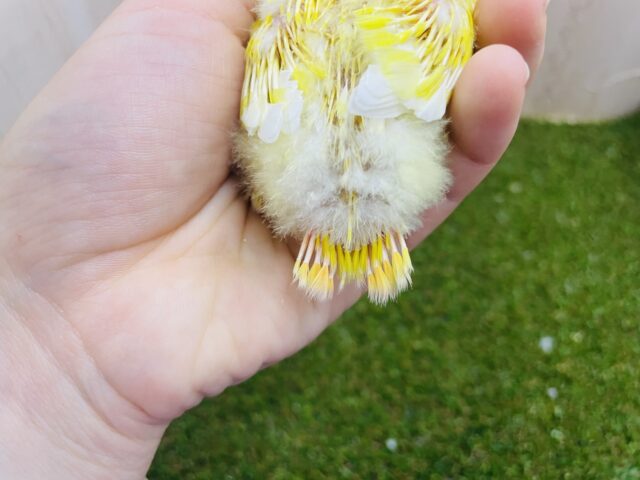 コザクラインコ（小桜インコ）