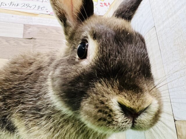 ネザーランドドワーフ