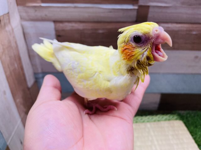 オカメインコ