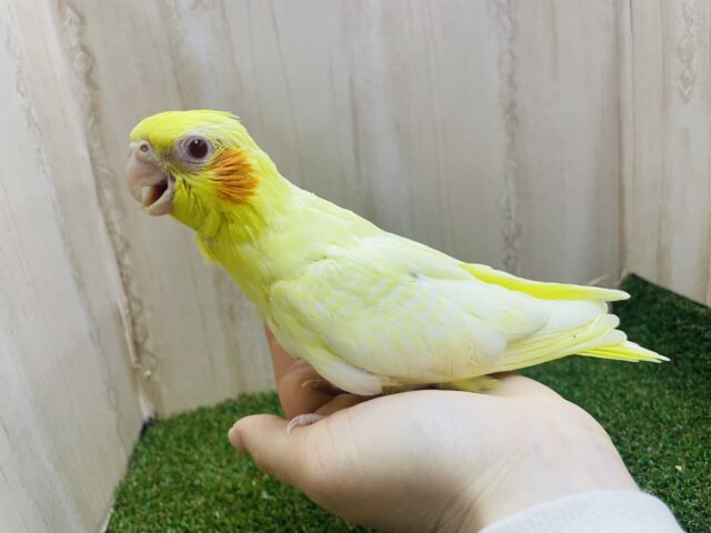 オカメインコ