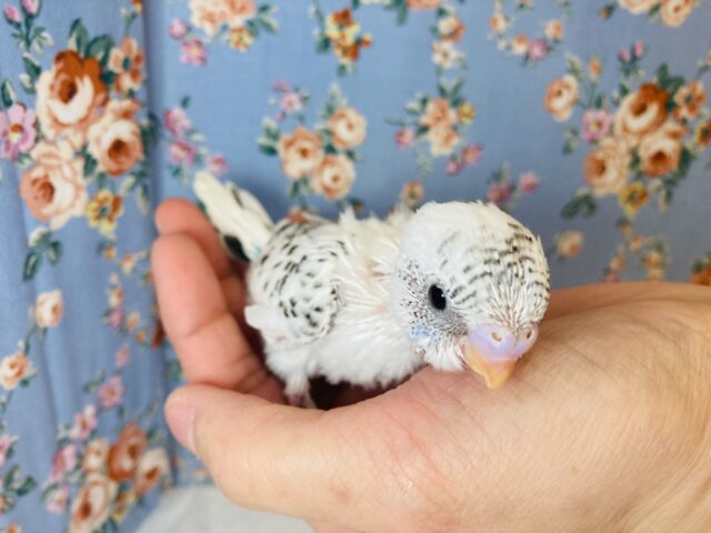 大きくなってもクリクリおめめだよ❤︎セキセイインコ(ハルクイン)❤︎ セキセイインコ