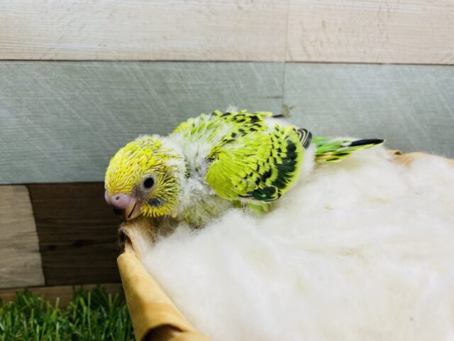 セキセイインコ