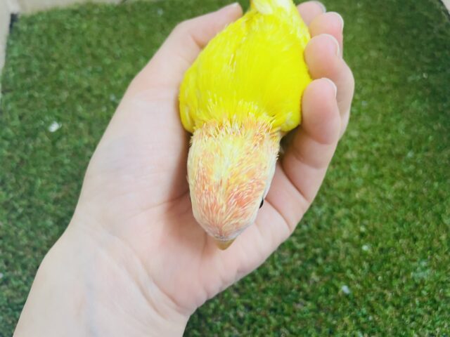 コザクラインコ（小桜インコ）
