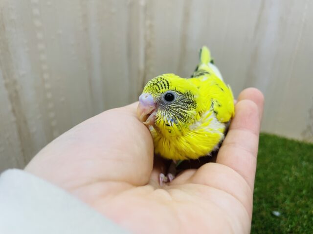セキセイインコ