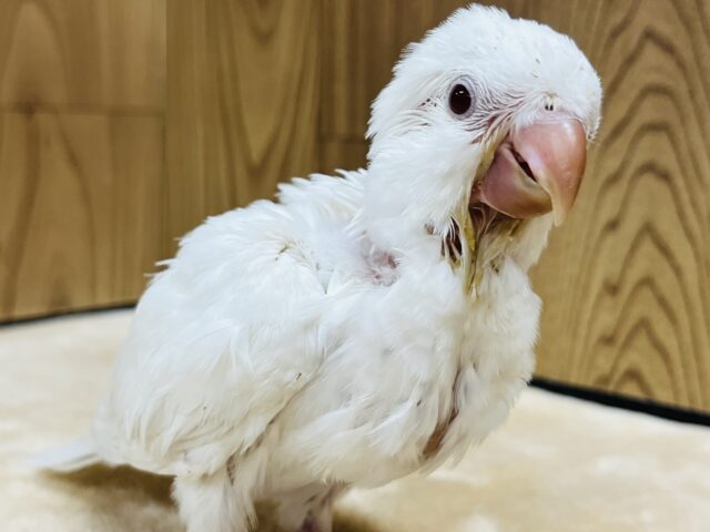 オキナインコ