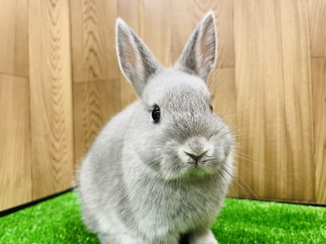 ネザーランドドワーフ