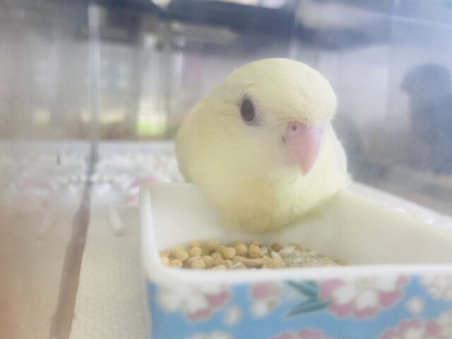 サザナミインコ