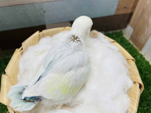 コザクラインコ（小桜インコ）