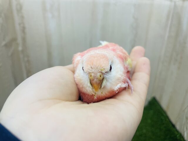 アキクサインコ（秋草インコ）
