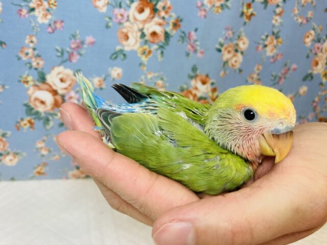 コザクラインコ（小桜インコ）