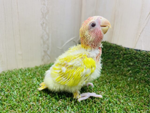 コザクラインコ（小桜インコ）