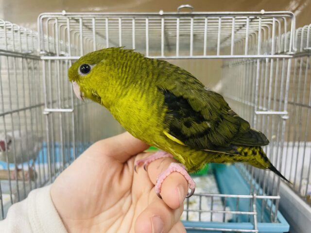 サザナミインコ