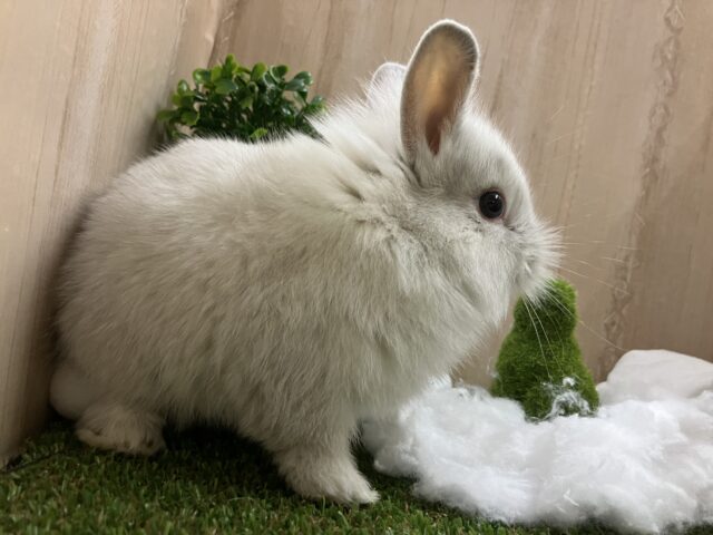 ライオンラビット