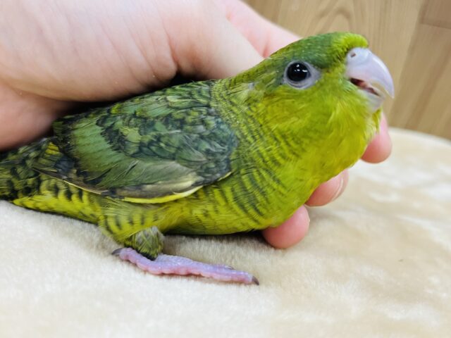 サザナミインコ