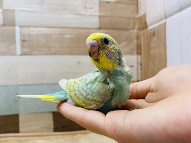 セキセイインコ