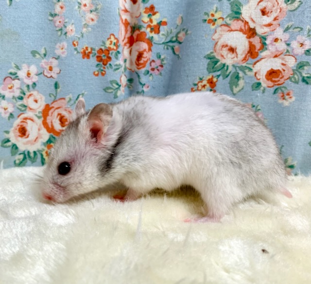 ゴールデンハムスター