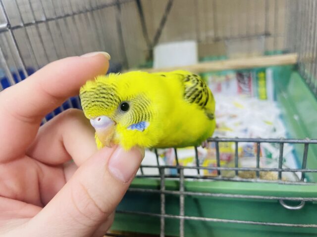 セキセイインコ