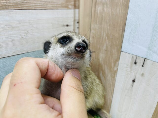 ミーアキャット