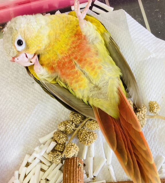 ホオミドリウロコインコ