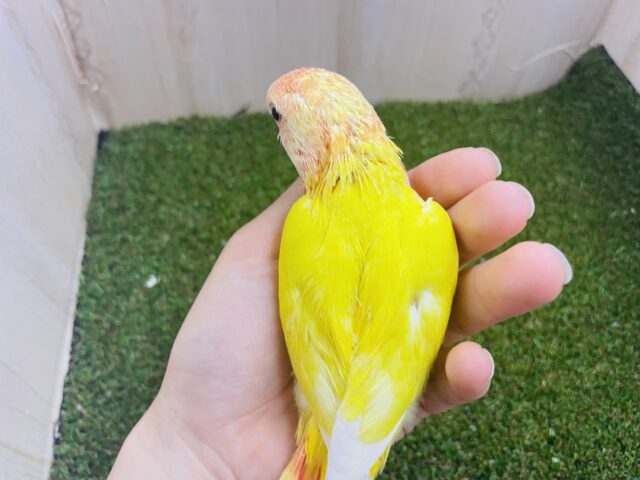 コザクラインコ（小桜インコ）
