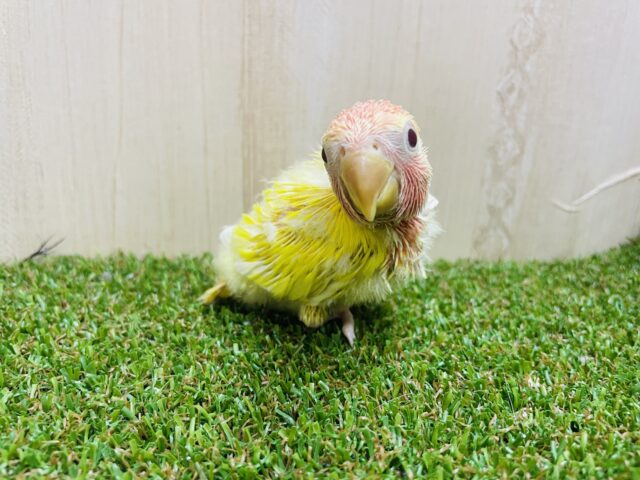 コザクラインコ（小桜インコ）