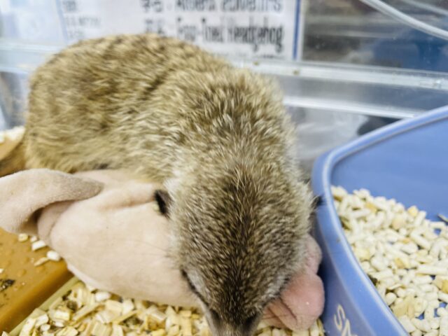 ミーアキャット