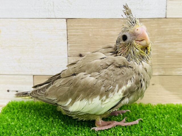 オカメインコ
