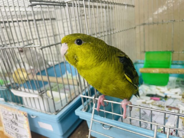 サザナミインコ